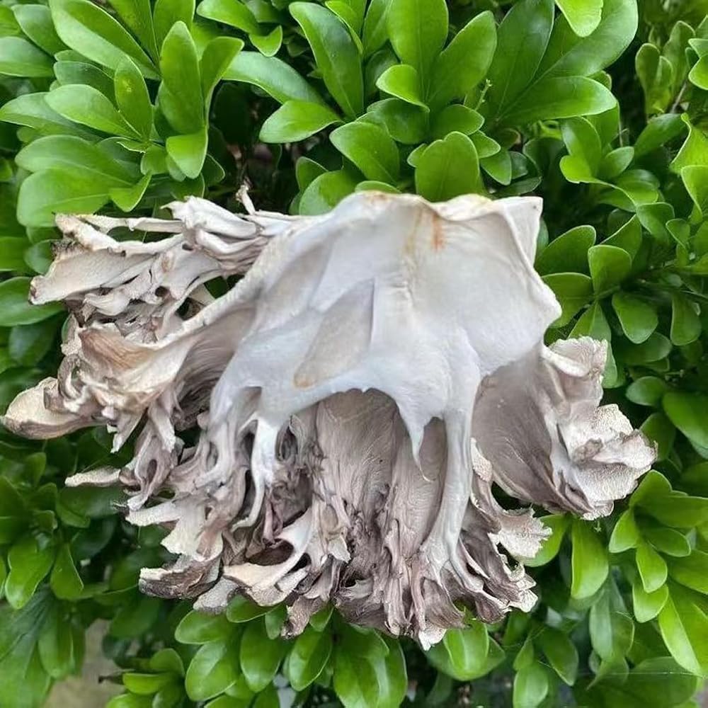 REUEHDS Maitake Mushroom Huishuhua