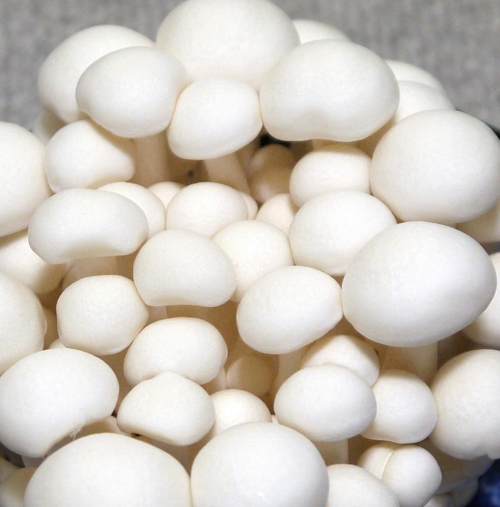 Root Mushroom Farm- Mushroom Liquid Cultures - image 5
