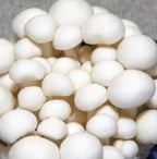 Root Mushroom Farm- Mushroom Liquid Cultures - image 5