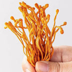 SIFANGDA Cordyceps Flower 虫草花/Dried Cordyceps Mushroom