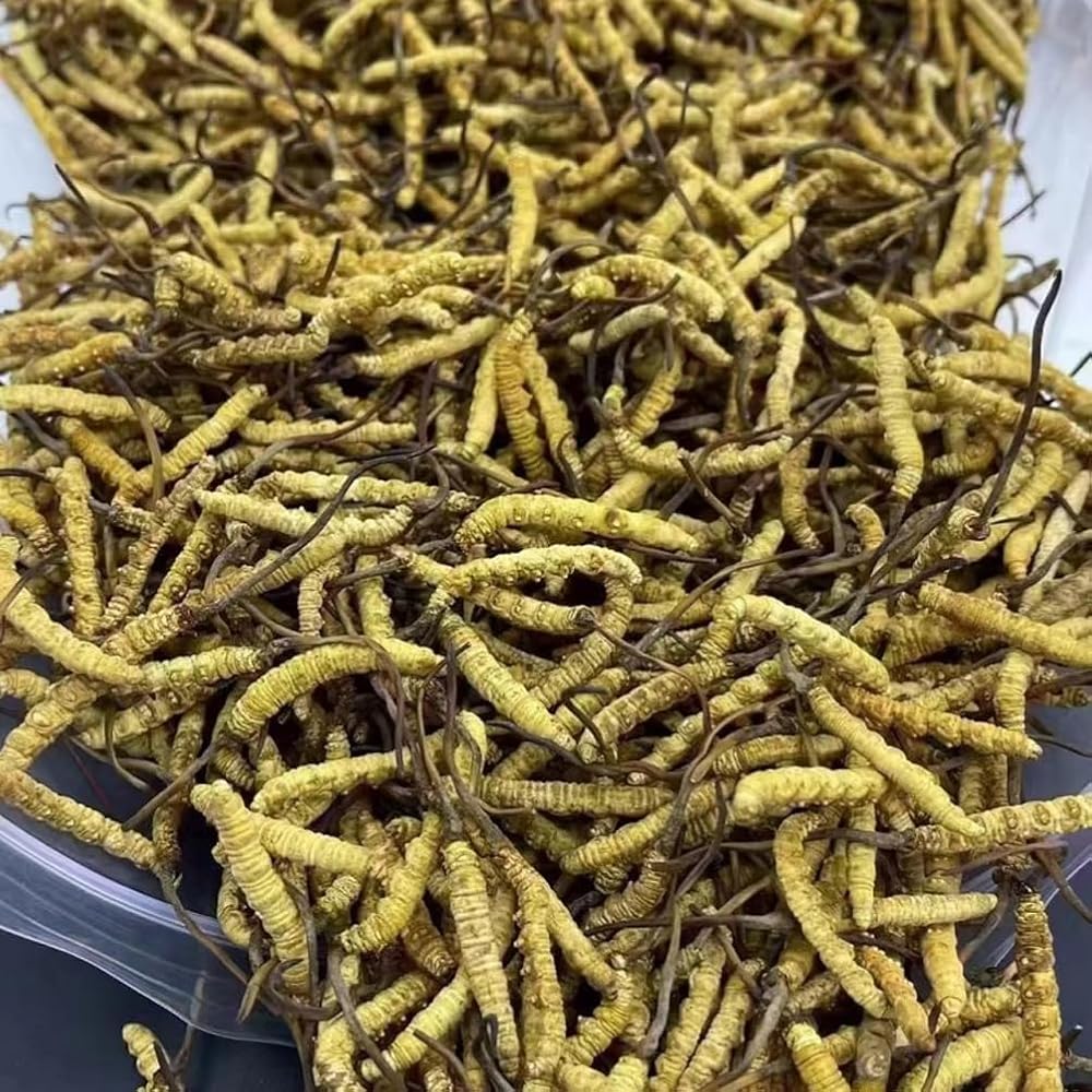 CHENXXLD Cordyceps Sinensis Chongcao Mushroom - 6g - image 5