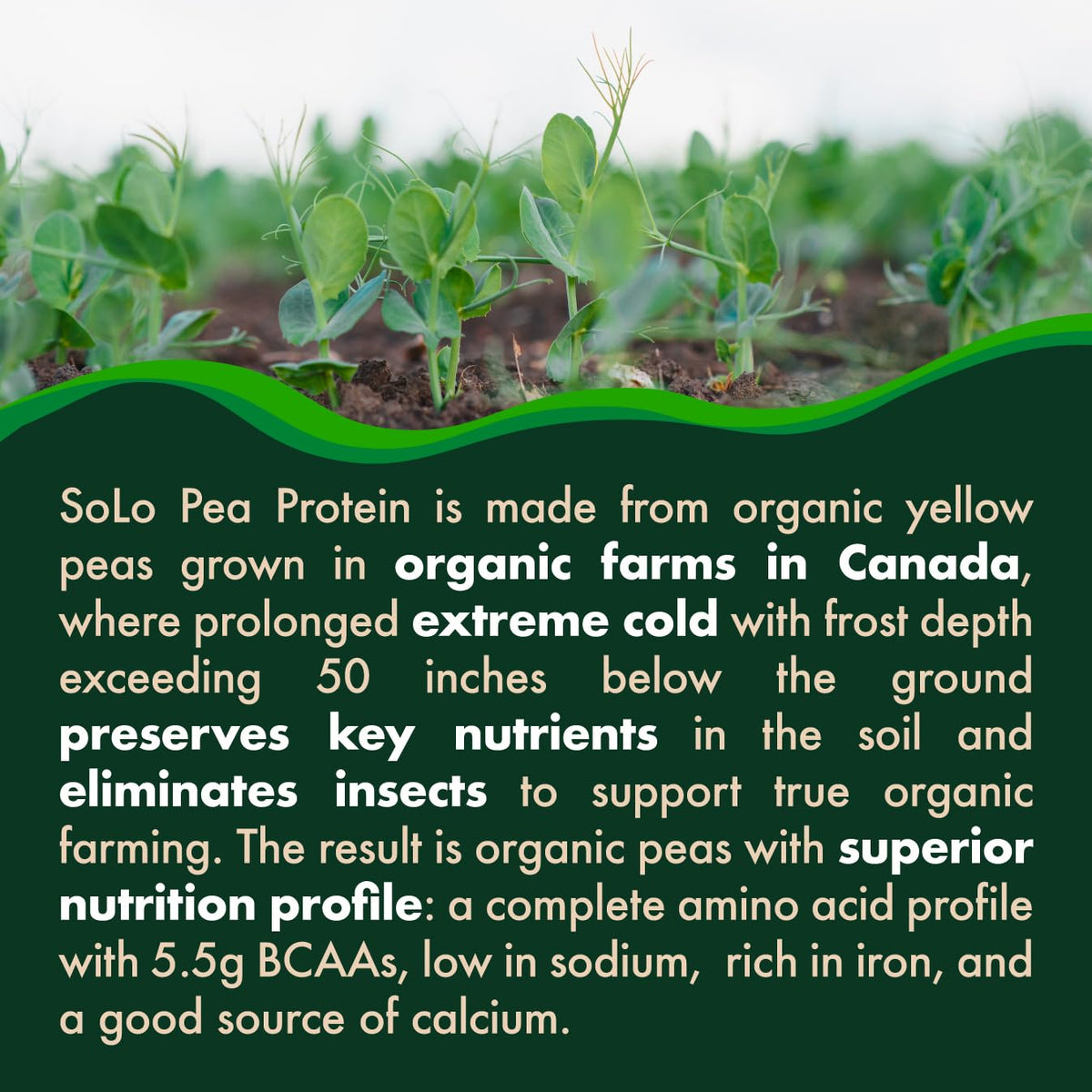 FOLONA SOLO Organic Pea Protein Isolate Powder - 2.7 lbs - image 4