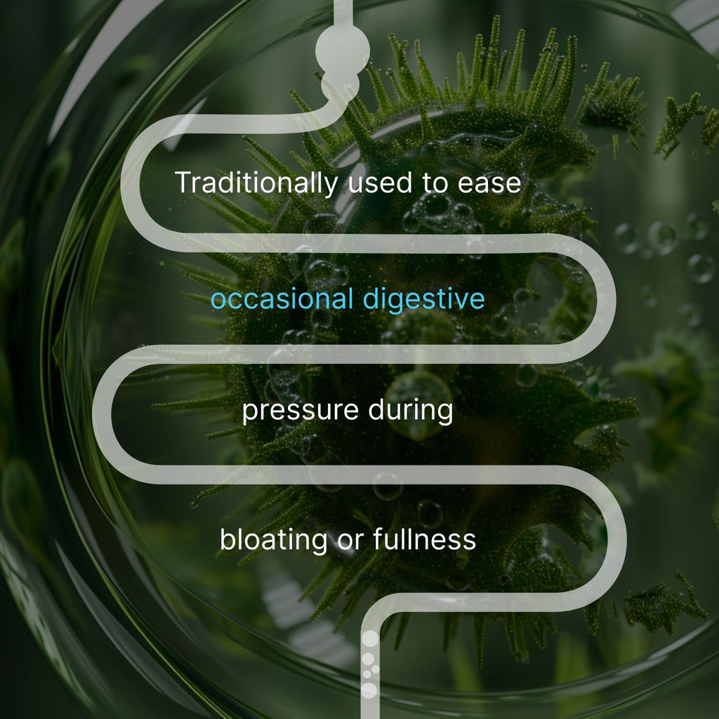 AUTHENTA IBShield Tincture Digestive Wellness - 100ml - image 7