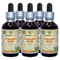 Herbal Terra LLC Iceland Moss (Cetraria Islandica) Tincture