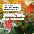 Paradise Herbs Berberine Extract 500 mg - 60 Capsules - image 5
