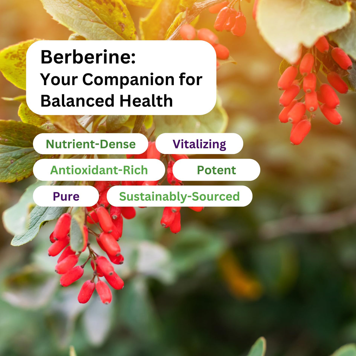Paradise Herbs Berberine Extract 500 mg - 60 Capsules - image 5