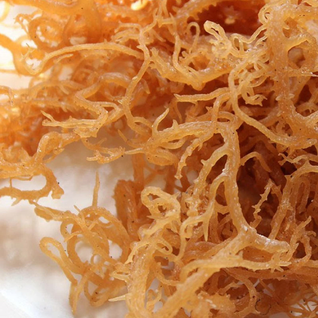 HalalEveryDay Wildcrafted Irish Sea Moss Supplement - 4 oz - image 2