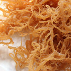 HalalEveryDay Wildcrafted Irish Sea Moss Supplement - 4 oz - image 2
