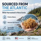 Atlantic Naturals Sea Moss Capsules with Ashwagandha & Ginger - 60 Softgels - image 8