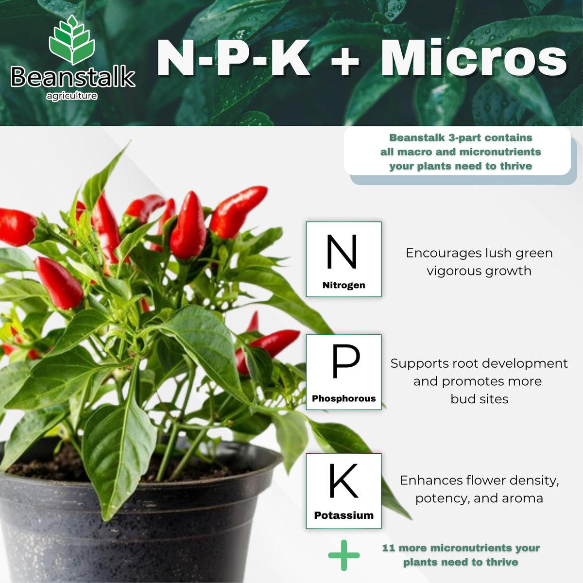 Beanstalk Agriculture Fortify 12-0-0 Calcium Nitrogen Additive - 3 Pound - image 5