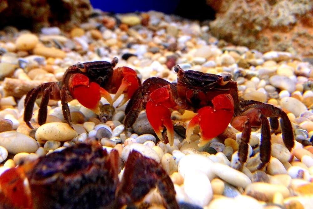 Aquatic Foods Inc. Calcium Feeder Extra Thick Large Shells... Jar