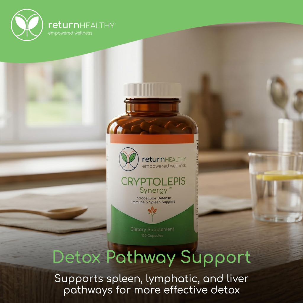 Return Healthy Cryptolepis Synergy Immune Support - 120 Capsules - image 6