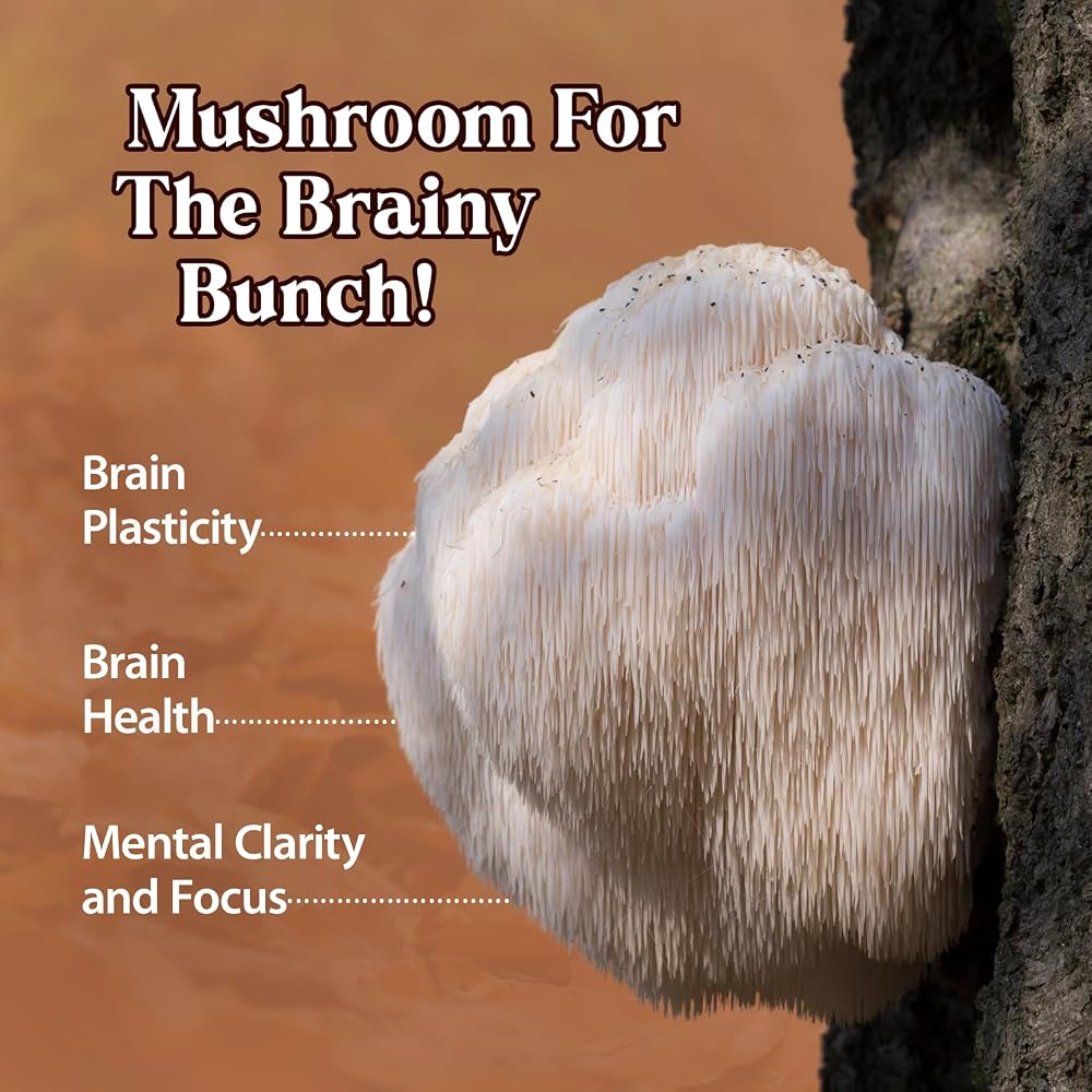 Dragon Herbs Lion's Mane Drops Mushroom Supplement Brain Support - 2 fl oz - image 4
