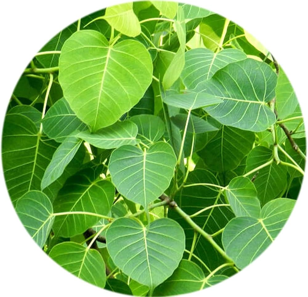 SENTA Valli Organics Peepal Leaf Powder - 100g