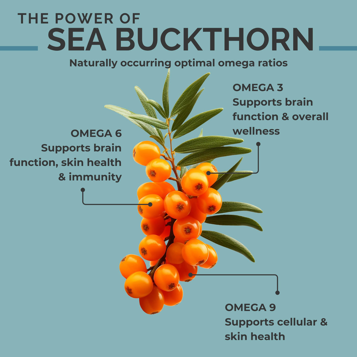 SEABUCKWONDERS Seed Oil Parent Variation