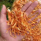 SIFANGDA Cordyceps Flower 虫草花/Dried Cordyceps Mushroom