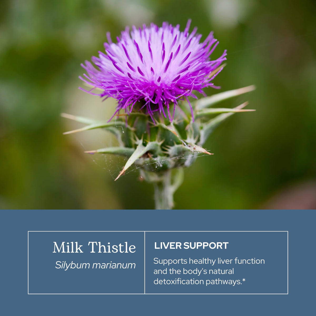 Eclectic Institute Organic Milk Thistle Liquid Extract - 1 fl oz - image 3