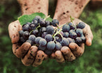 PURE ORIGINAL INGREDIENTS Resveratrol - 100 Capsules - image 7