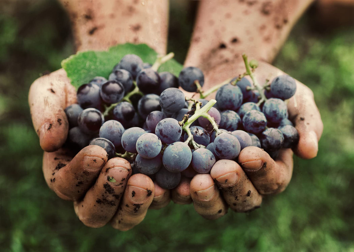 PURE ORIGINAL INGREDIENTS Resveratrol - 100 Capsules - image 7