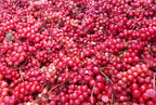 Dragon Herbs Schizandra Capsules - 100 Capsules - image 3