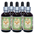 Herbal Terra LLC Gu Sui Bu, Drynaria (Drynaria Fortunei) Tincture