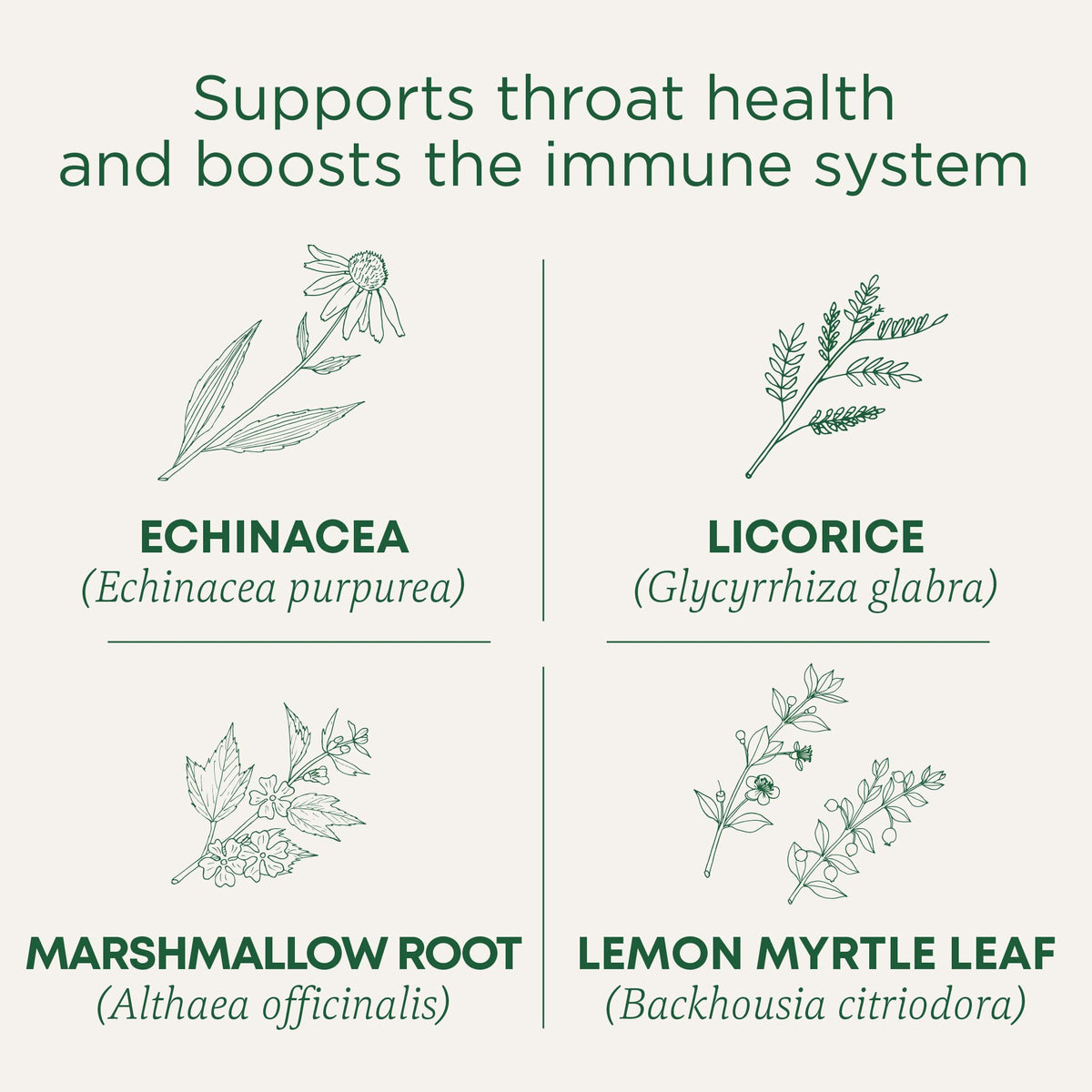 Traditional Medicinals Organic Throat Coat Lemon Echinacea Tea - 16 Bags - image 2