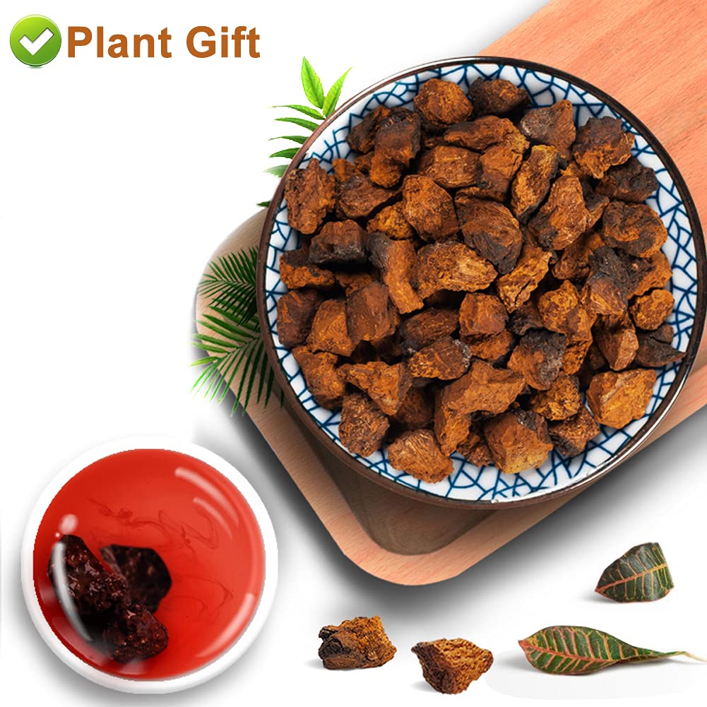 Plant Gift Chaga Mushroom Tea Chunks - 125g - image 2