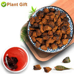 Plant Gift Chaga Mushroom Tea Chunks - 125g - image 2