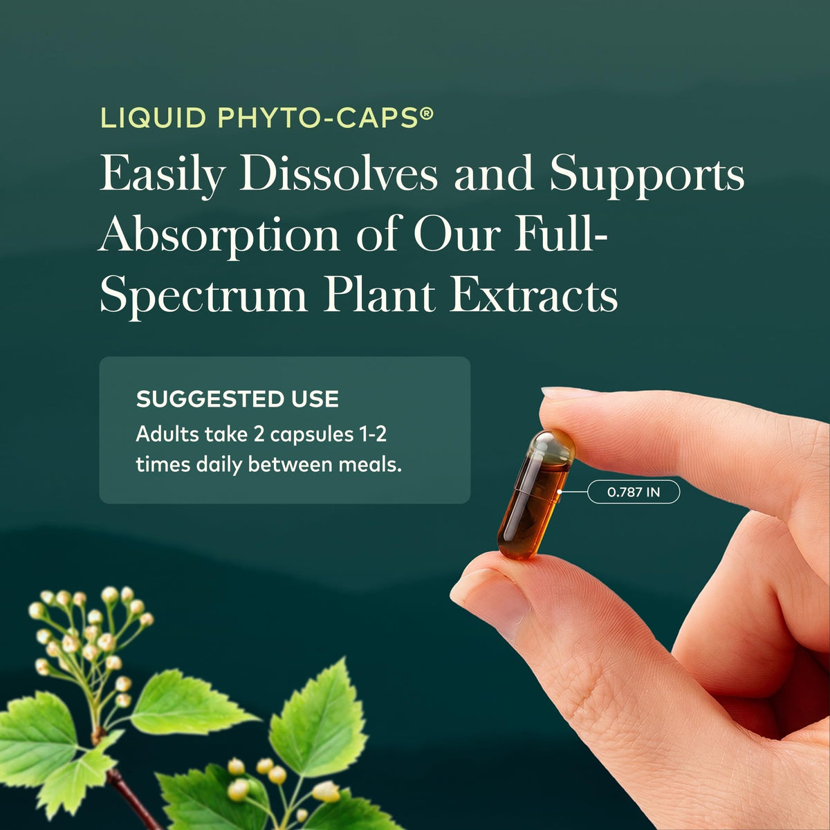 Gaia Herbs Nootropic Focus Herbal Supplement - 40 Vegan Capsules - image 6