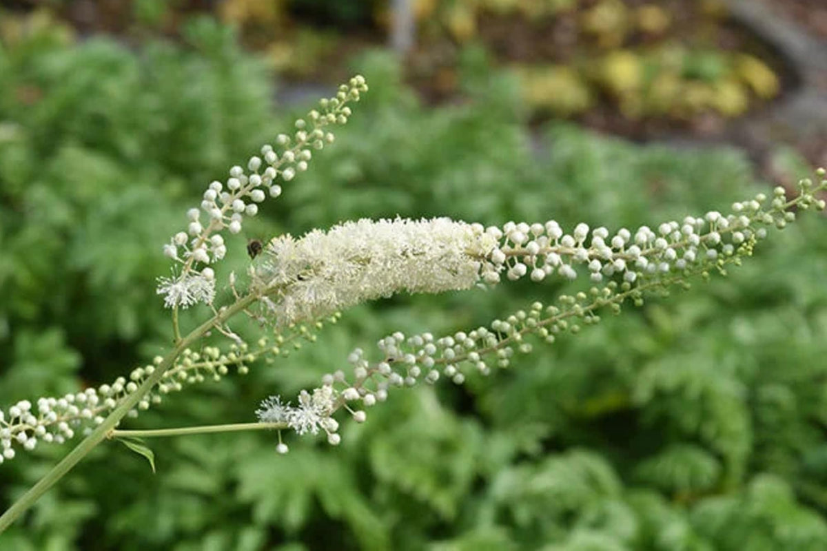 PURE ORIGINAL INGREDIENTS Black Cohosh No Magnesium Or Rice Fillers