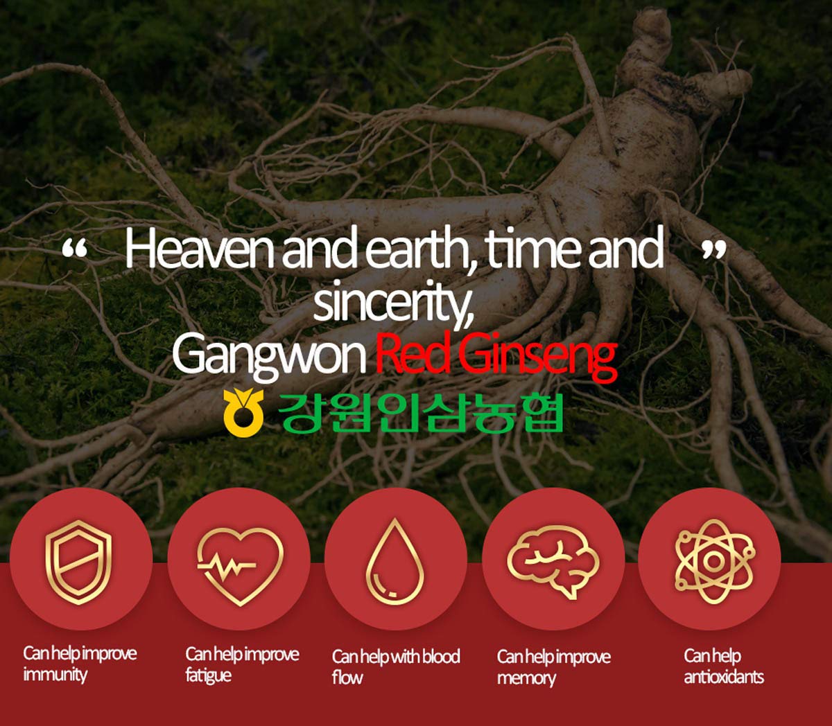 Gangwoninsam] Korean Red Ginseng Extract Gold