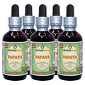 Herbal Terra LLC Papaya (Carica Papaya) Tincture