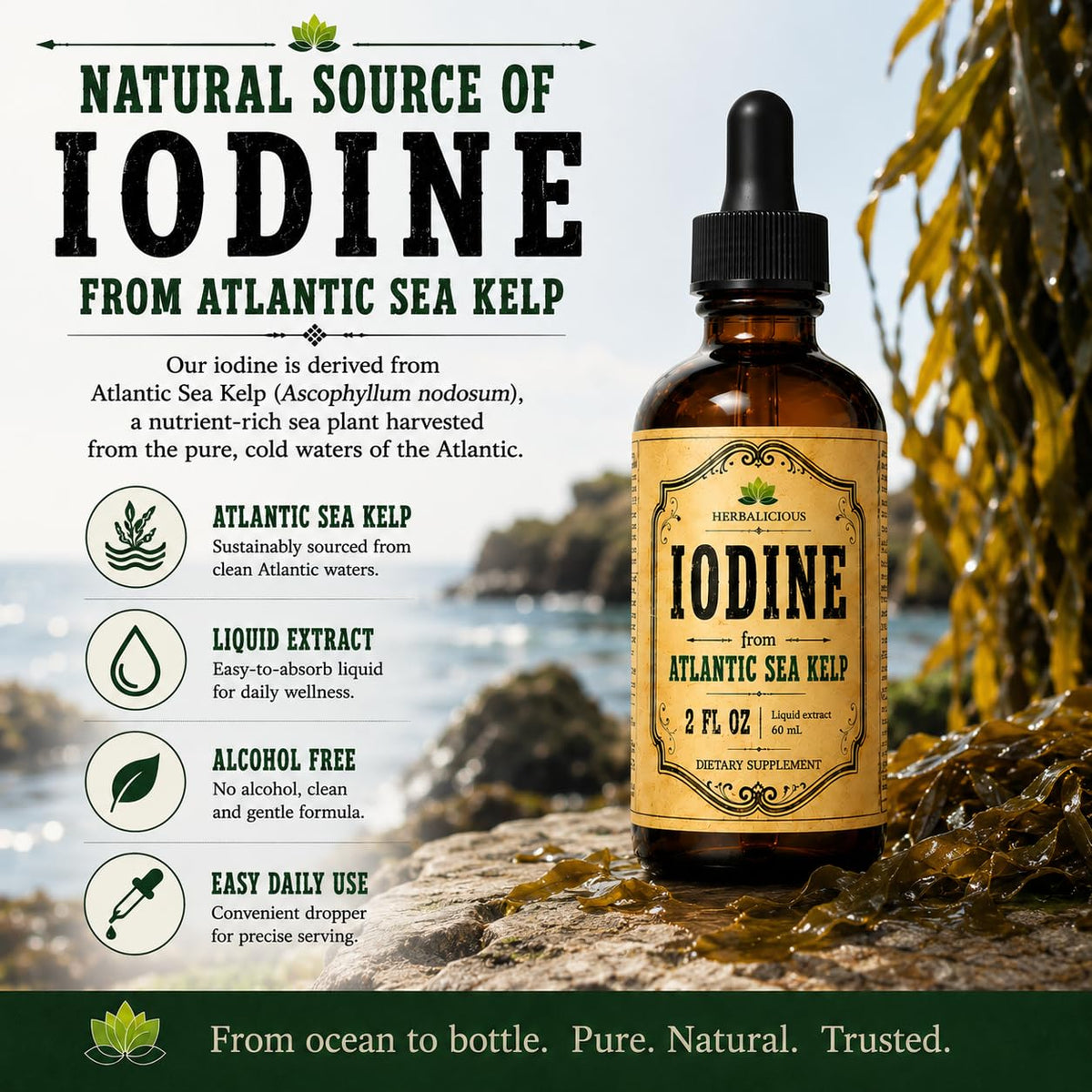 HERBALICIOUS Iodine Drops Natural Sea Kelp Thyroid Support - 2 fl oz - image 4