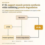 SIALLAC Muscle Health 6-Sialyllactose 900mg - 90 Tablets - image 10