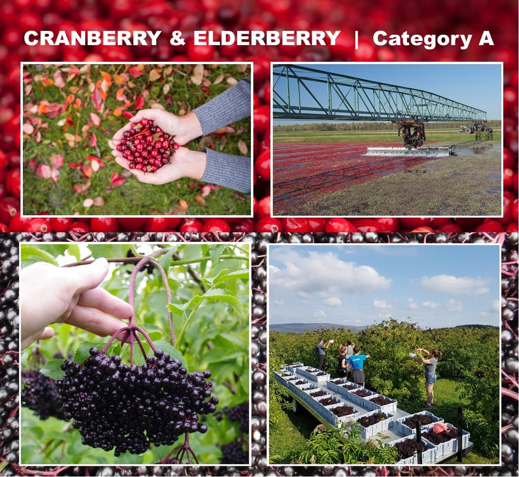 Immunia Cranberry & Elderberry Concentrate - 3-Pack - image 4