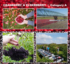 Immunia Cranberry & Elderberry Concentrate - 3-Pack - image 4