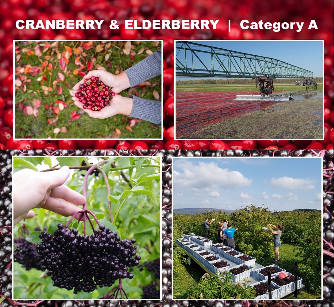 Immunia Cranberry & Elderberry Concentrate - 3-Pack - image 4
