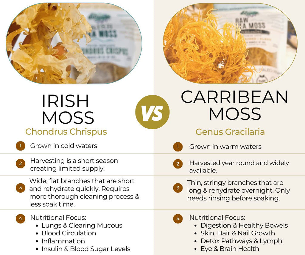Elderwise Organics Irish Sea Moss Wildcrafted Raw - 1.23 oz - image 4