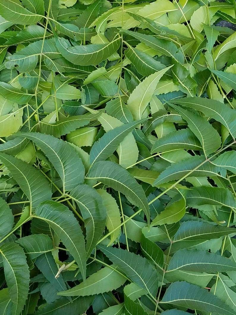 Quilom Fresh Neem Leaves Azadirachta Indica - 3 oz