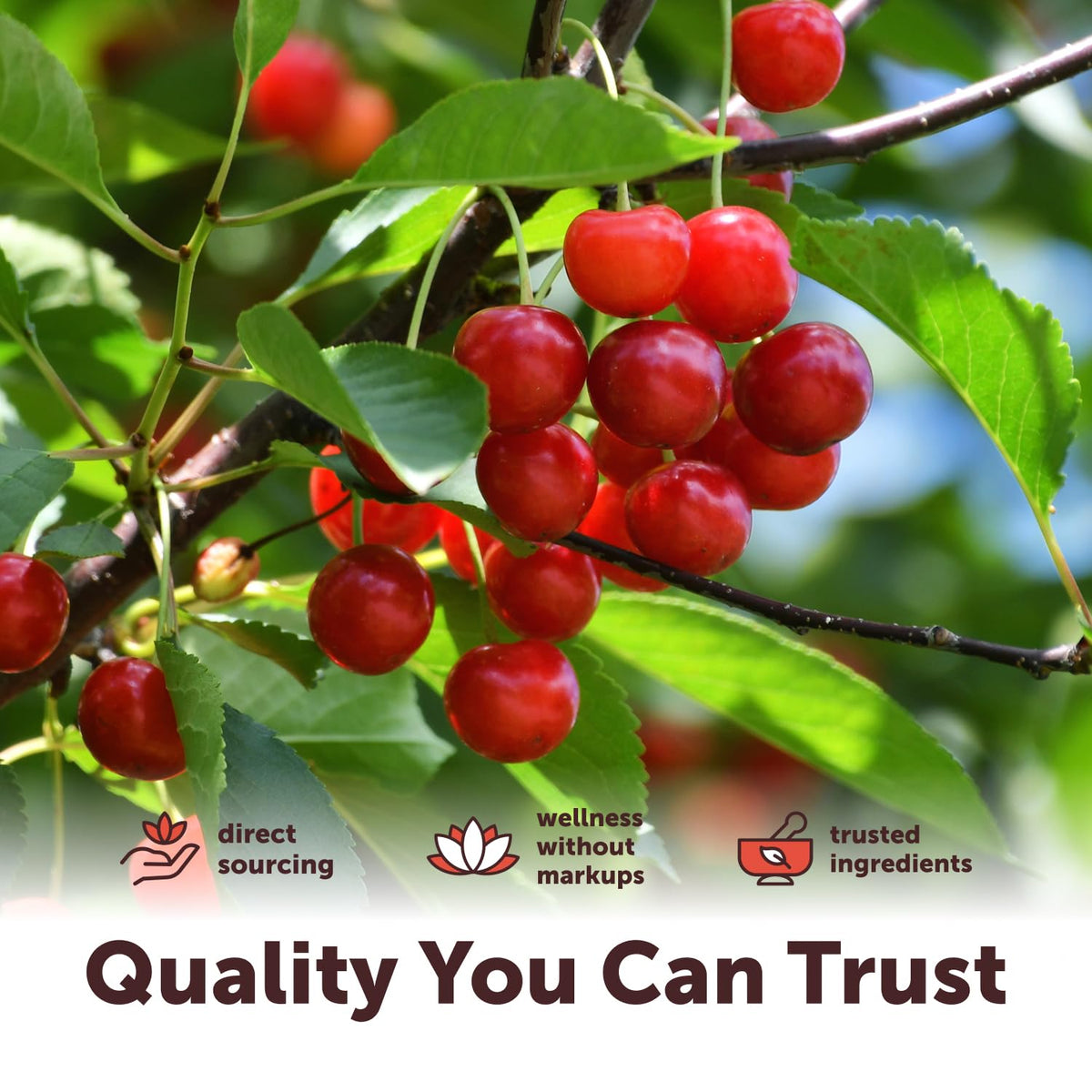 Micro Ingredients USDA Organic Tart Cherry Powder - 4 oz - image 7