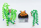 3D Molecular Designs Potassium Channel Mighty Model©