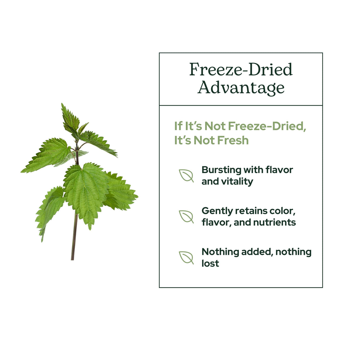 Eclectic Institute Nettle Leaf Powder Supplement - 60 g - image 5
