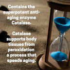 Script Essentials Catalase Antioxidant Enzyme - 30 Capsules - image 5