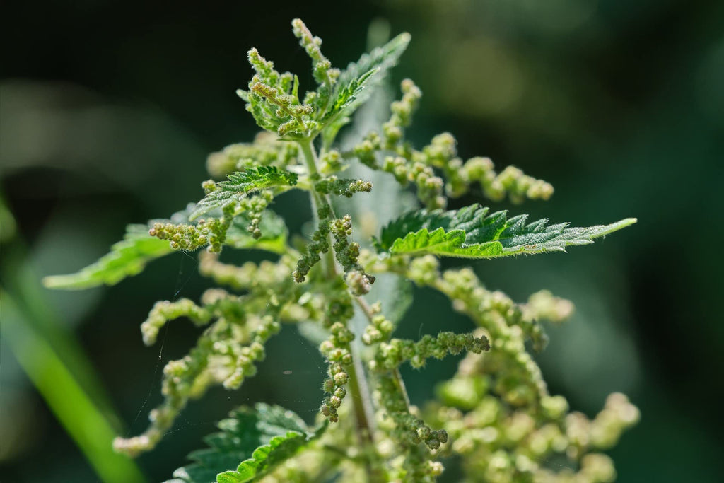 Bluechai Stinging Nettle Seeds Vegan Protein - 20g - image 3