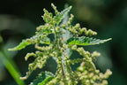 Bluechai Stinging Nettle Seeds Vegan Protein - 20g - image 3