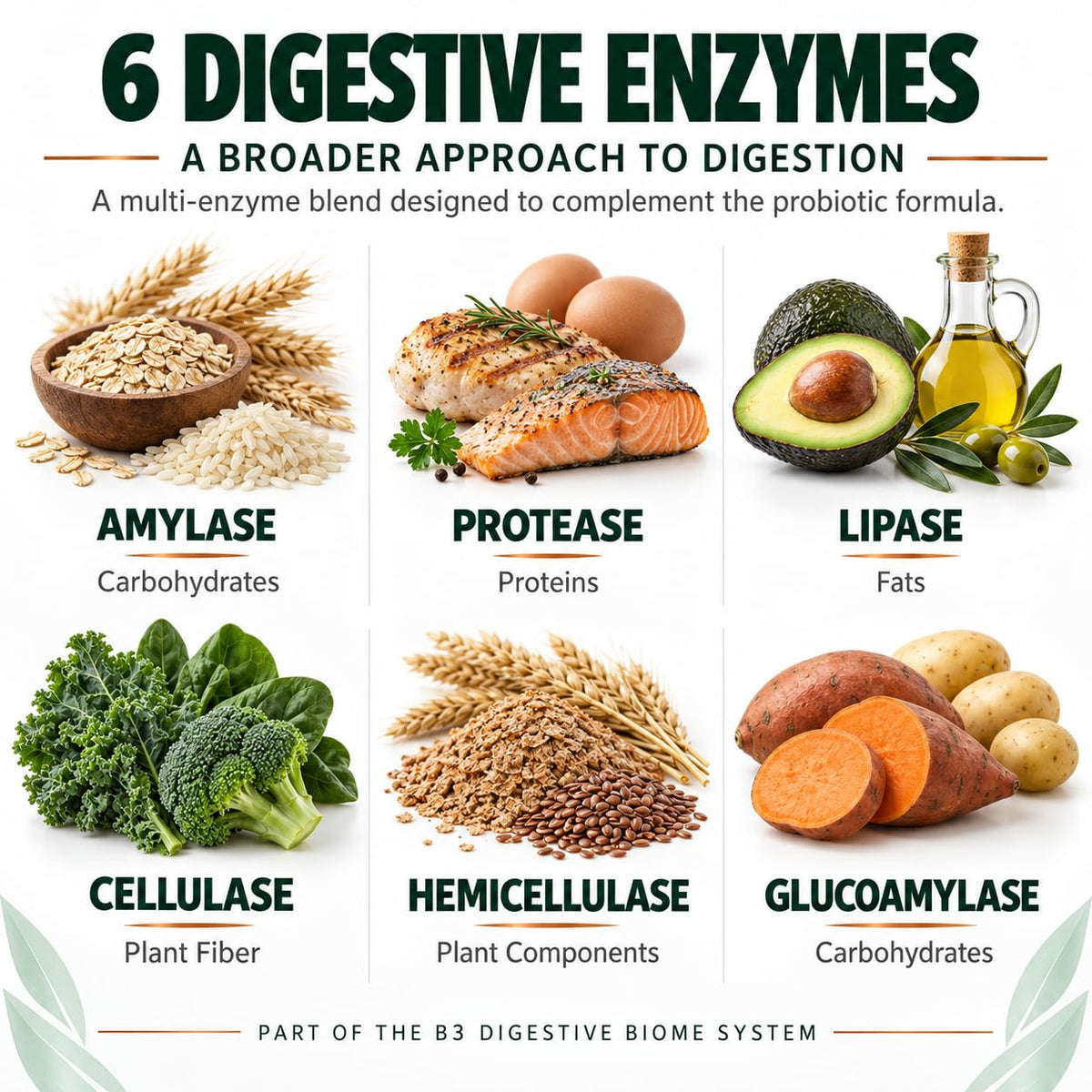 iEnzymes Bacillus B3 Spore-Based Probiotic + Enzymes - 300 Capsules - image 4
