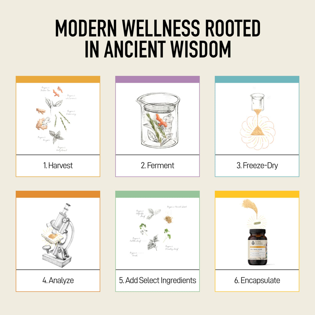 Living Alchemy Fermented Holy Basil Supplement - 60 Capsules - image 8