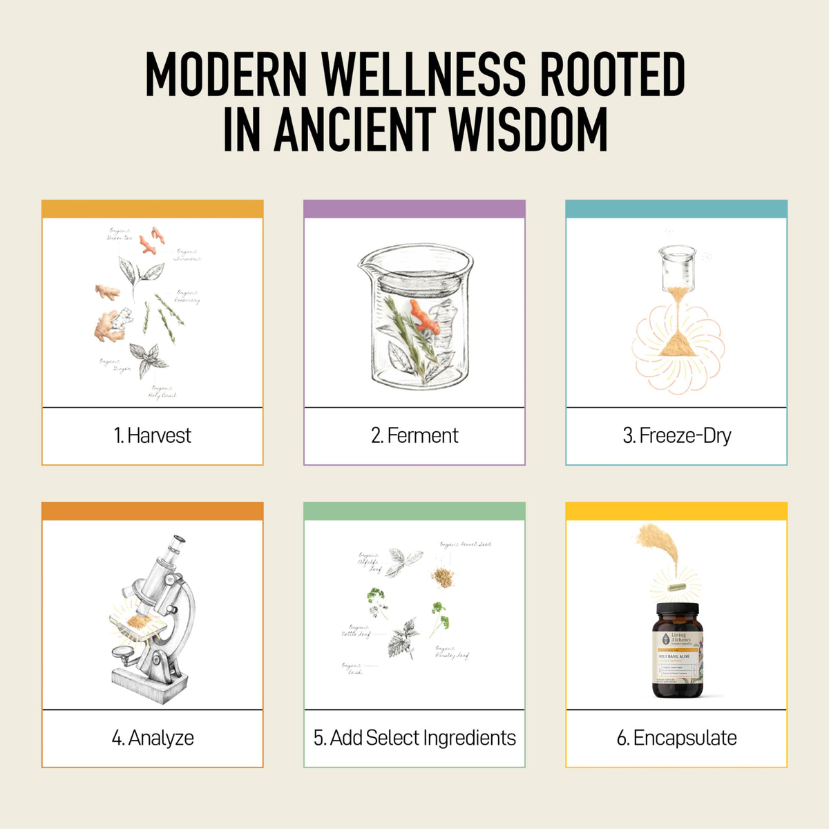 Living Alchemy Fermented Holy Basil Supplement - 60 Capsules - image 8