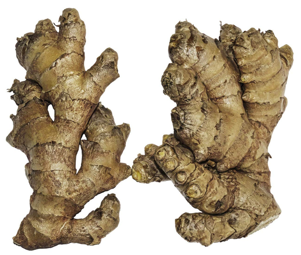 Mall~Kerala Live Ginger Rhizomes for Growing - 10 Count