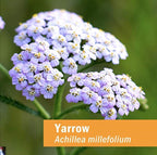 Herb Pharm Yarrow Flowering Tops Liquid Extract - 4 Fl Oz - image 2